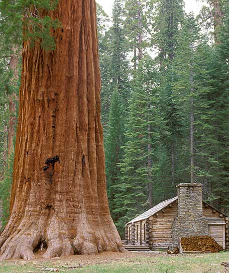 The Mariposa Grove Museum nestled among the giant sequoia trees of the Upper Grove
