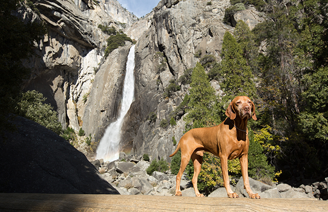 Large Dog in Yosemite 