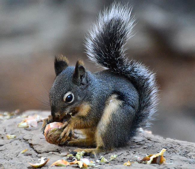Chickaree or Douglassquirrel in the Mariposa Grove tending his forest