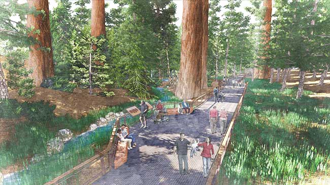 Architect's rendering of the new Mariposa Grove boardwalk
