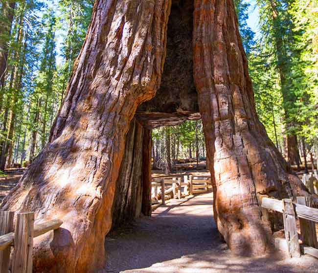 The California Tunnel Tree in the Mariposa Grove with trail through a hole in the tree.