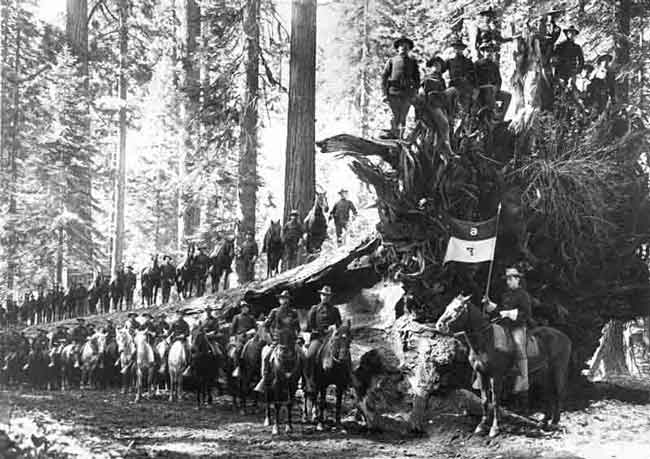 Troop F on the Fallen Monarch Tree in the Mariposa Grove of Giant Sequoias