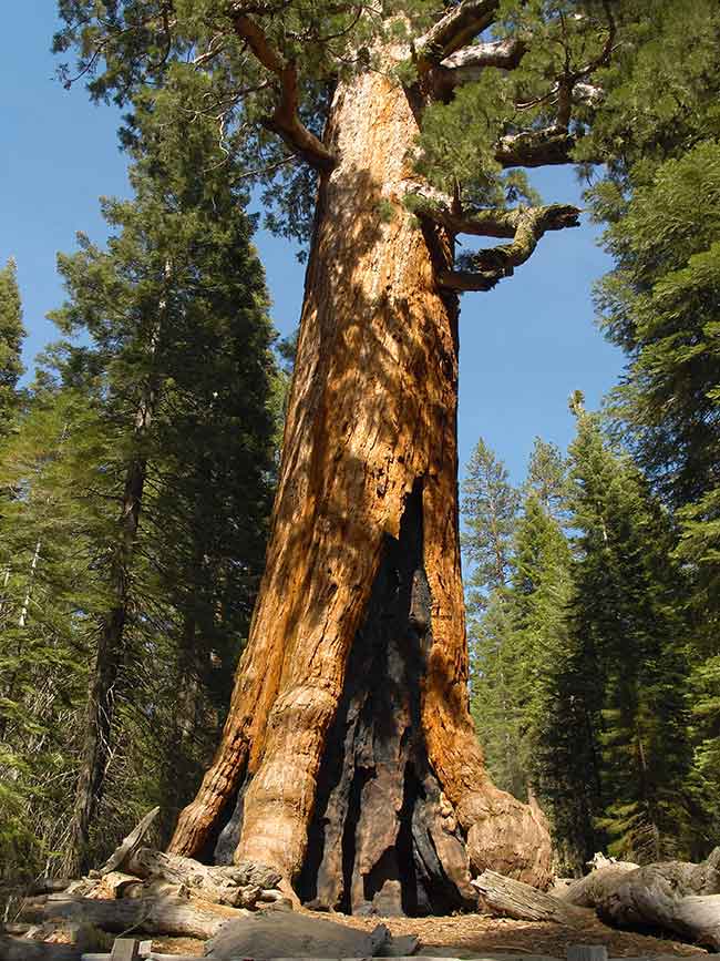 Grizzly Giant in the Mariposa Grove of Giant Sequoias