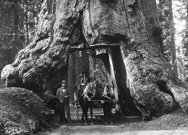 Wagon driving through the Wawona Tunnel Tree in the Mariposa Grove, circa 1900